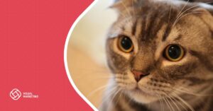 הרצאה - תוכן ויזואלי לגיוס לקוחות